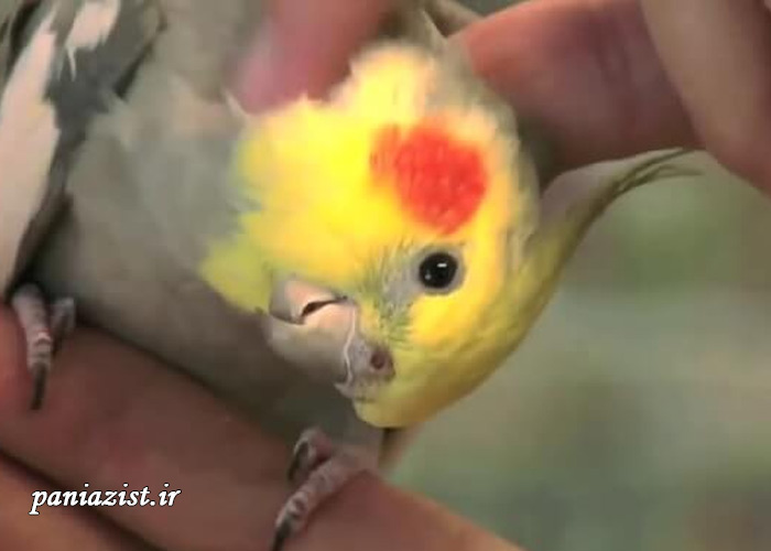بدخلقی عروس هلندی