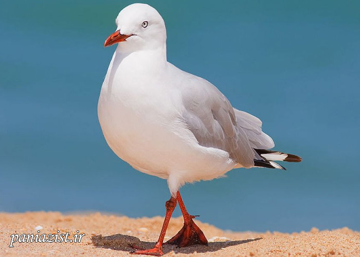 ده پرنده خطرناک