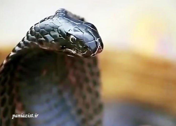 مواجه شدن با مارها در طبیعت